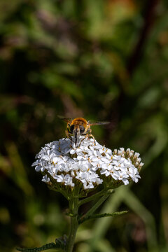 Walbiene auf einer Bl&uuml;te beim Nektar sammeln