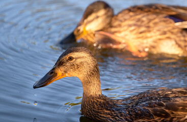 Close up of Wild duck swimming in the water