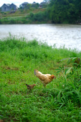 Mother chicken with a chick looking for food in the grass with an out-of-focus river in the background