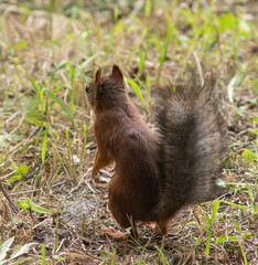 Close-up. A squirrel in the park eats nuts from people's hands