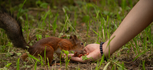Close-up. A squirrel in the park eats nuts from people's hands