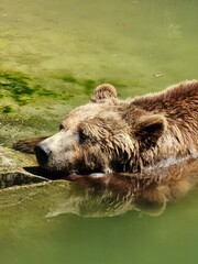 Obraz premium Bear Bern