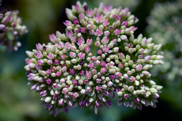 close up of a lavender, nacka,sweden,sverige,stockholm,Mats,summer