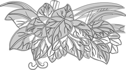 Vector sketch, illustration, silhouette, design, frame, background, pattern, natural floral ornament, classic vintage, ethnic, traditional Chinese 