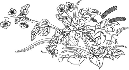 Vector sketch, illustration, silhouette, design, frame, background, pattern, natural floral ornament, classic vintage, ethnic, traditional Chinese