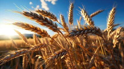 Yellow ripe ears of wheat in the field. Theme of successful freezing and farming.
