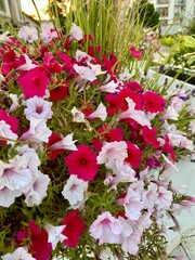 pink and white flowers