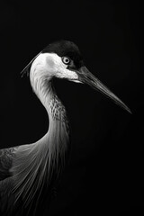 Fototapeta premium portrait studio photograph of japanese crane black and white