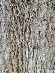 tree texture and tree background