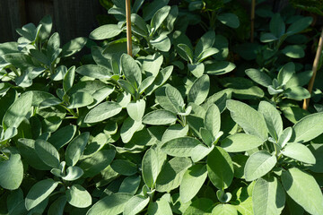 Garden Herbs. Growing and harvesting sage, thyme, rosemary, laurel and summer savory. Flowering Aromatic Herbs in the Herb Garden. Close up Herbs.