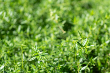Garden Herbs. Growing and harvesting sage, thyme, rosemary, laurel and summer savory. Flowering Aromatic Herbs in the Herb Garden. Close up Herbs.