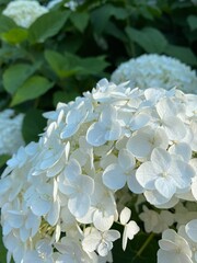 white hydrangea flowers in the garden