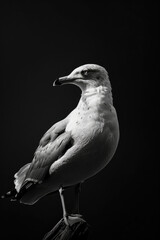 Obraz premium portrait studio photograph of gull black and white