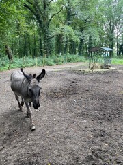 grey donkeys in the park