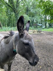 grey donkeys in the park