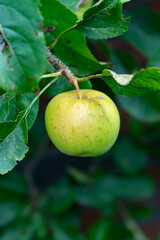 Single Green Apple hanging from Tree Branch.