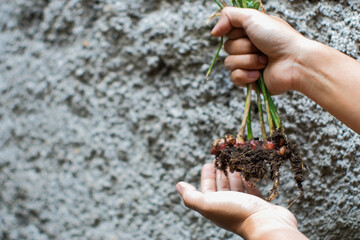 Close up of The farmer's hand holds the various type of gingger rhizome that has just been dug and...