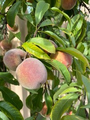 ripe peaches on tree in summer