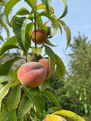 tree, fruit, apple, food, branch, ripe, red, nature, leaf, garden, healthy, apples, agriculture, pomegranate, leaves, orchard, plant, summer, harvest, fresh, sweet, juicy, peach, autumn, organic