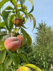 tree, fruit, apple, food, branch, ripe, red, nature, leaf, garden, healthy, apples, agriculture, pomegranate, leaves, orchard, plant, summer, harvest, fresh, sweet, juicy, peach, autumn, organic
