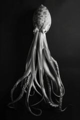 portrait studio photograph of giant squid black and white