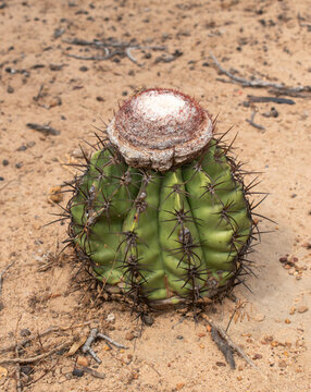 Cactaceae, las cact&aacute;ceas, conocidas como cactus o cactos, es una familia de plantas originarias de Am&eacute;rica.