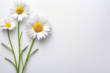 Obraz premium Different types of flowers on a white background