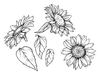 Sunflower Graphic illustration. Set Vector Flower drawing in line art style. Autumn botanical sketch painted by black inks. Floral Line Art. Hand Drawn outline of Bouquet engraving