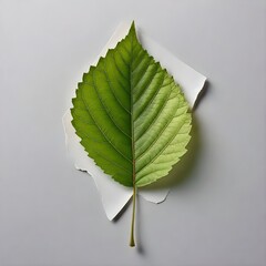 green leaf on a surface