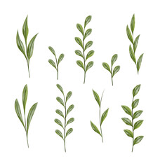 Watercolor Leaf Branches for Design, isolated on white background