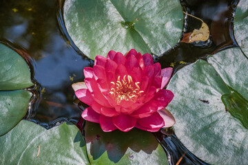 Red water lily flowers blooming on water in a botanic garden