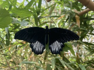 Black butterfly (papilio memnon) closeup 
