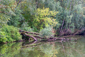 small river in the forest