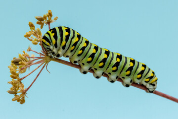 Eastern Black Swallowtail caterpillar, Papilio polyxenes, closeup macro eating parsley and fennel