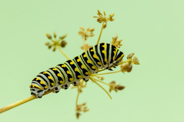 Eastern Black Swallowtail caterpillar, Papilio polyxenes, closeup macro eating parsley and fennel