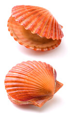 Raw scallop on white background 