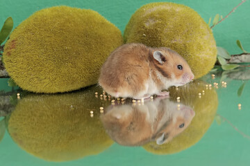 Reflection of a Campbell dwarf hamster looking for food in a small pond. This rodent has the...