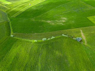 Campos de milho. 
