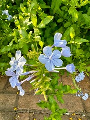 Flor