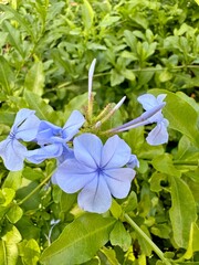 Flor