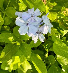 blue and white flowers
