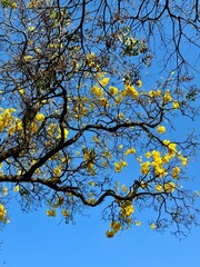 yellow tree
