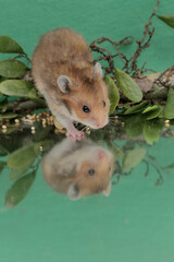 Reflection of a Campbell dwarf hamster looking for food in a small pond. This rodent has the...