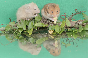 Reflection of two Campbell dwarf hamsters looking for food in a small pond. This rodent has the...