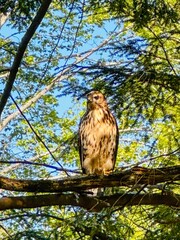 hawk on branch