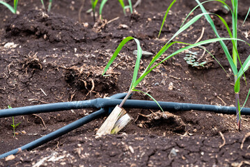 sugarcane plants grow in field. Growing sugarcane plants in a sugarcane farm, sugarcane plants growing in a cultivated field.
