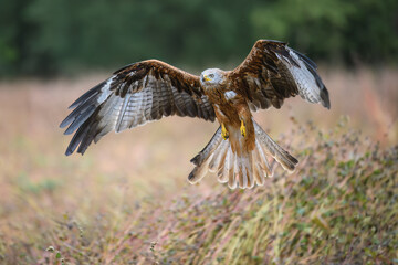 The Red Kite flies over the fields and looks out for prey.