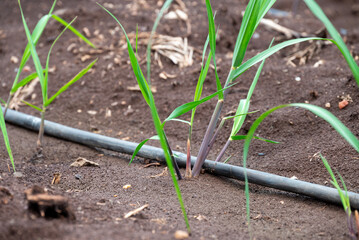 sugarcane plants grow in field. Growing sugarcane plants in a sugarcane farm, sugarcane plants growing in a cultivated field.