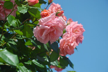 Fototapeta premium A multitude of flowers of climbing pink coral rose bloom against a blue sky on a sunny day. Ornamental plants.