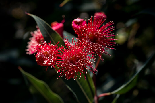 Corymbia - Plants of the Australian National Botanic Gardens